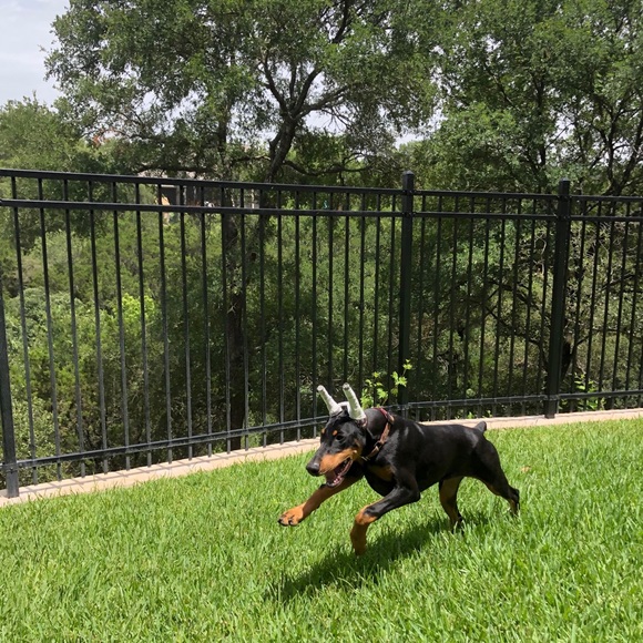 ❤️Nova❤️My Heart❤️ - Picture 9 of 16